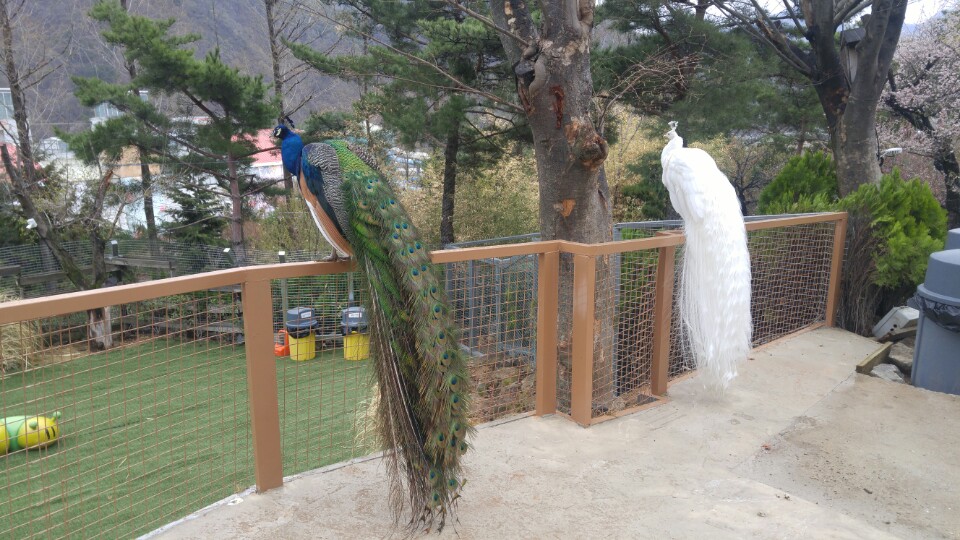 KakaoTalk_20180406_161614491.jpg